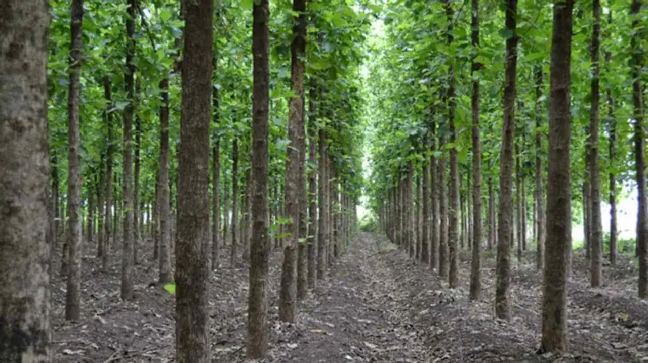 Paper industry urges govt to allot degraded land for pulpwood plantation