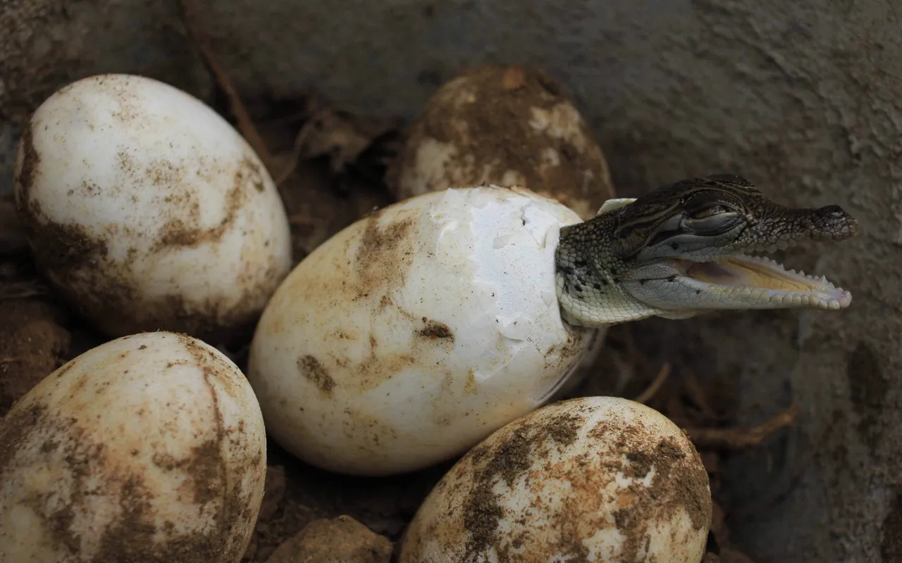 Crocodile babies.jpeg