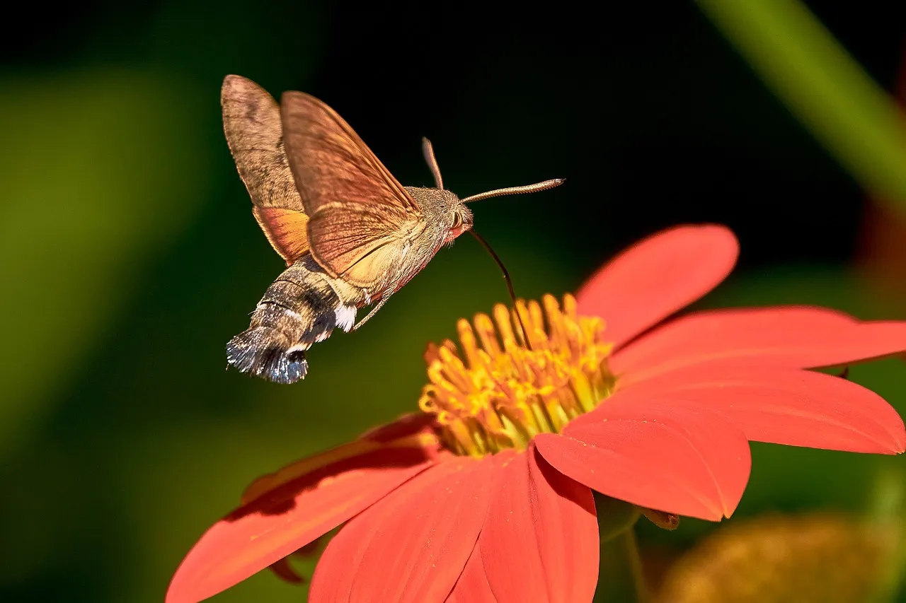 Moth Pollinators.jpg