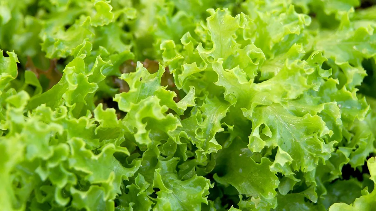 Refrigerating may prevent lettuce from contamination, not the saags, study finds