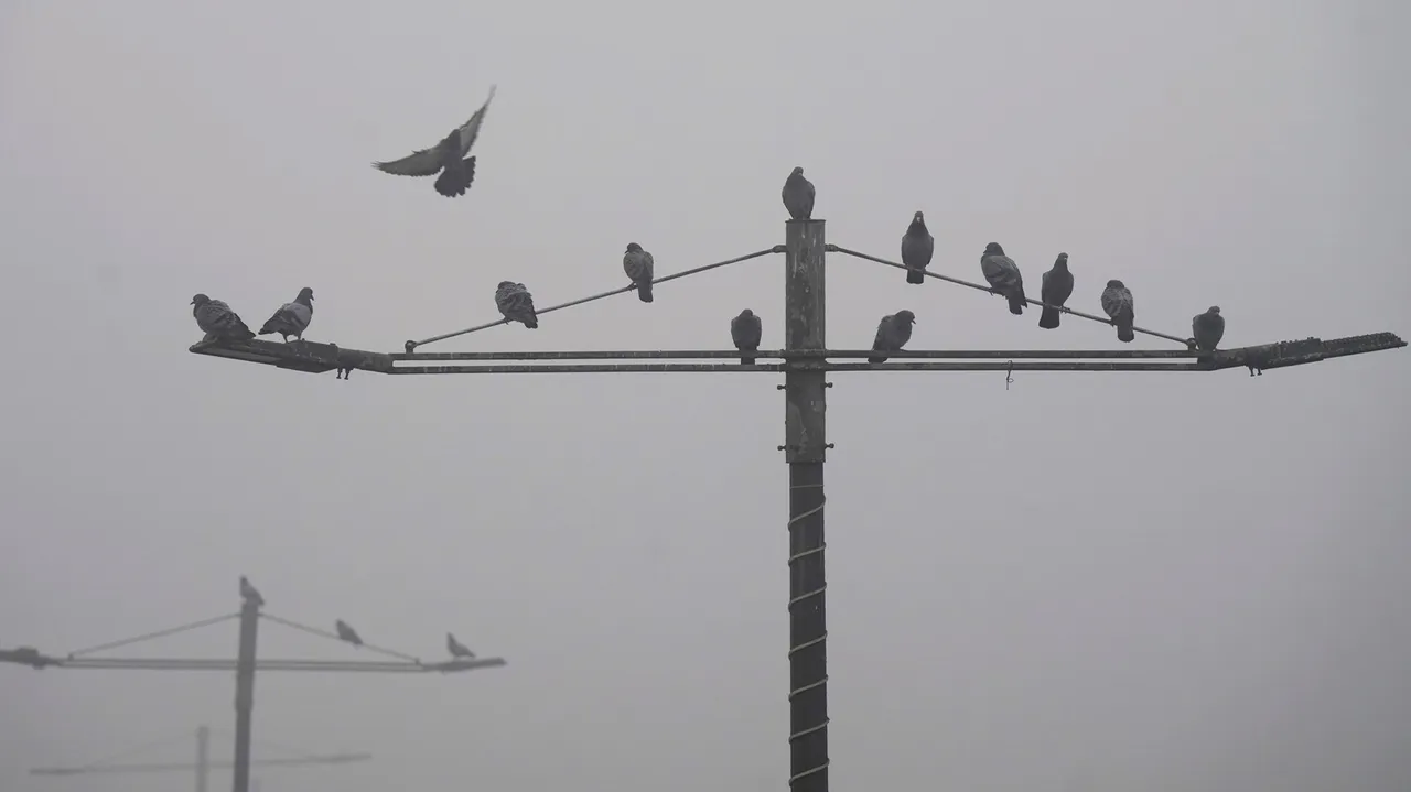 Pigeons perch on a street light during a cold and foggy winter morning