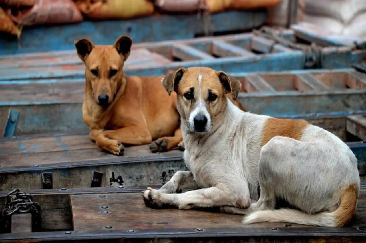Stray dog menace Kerala