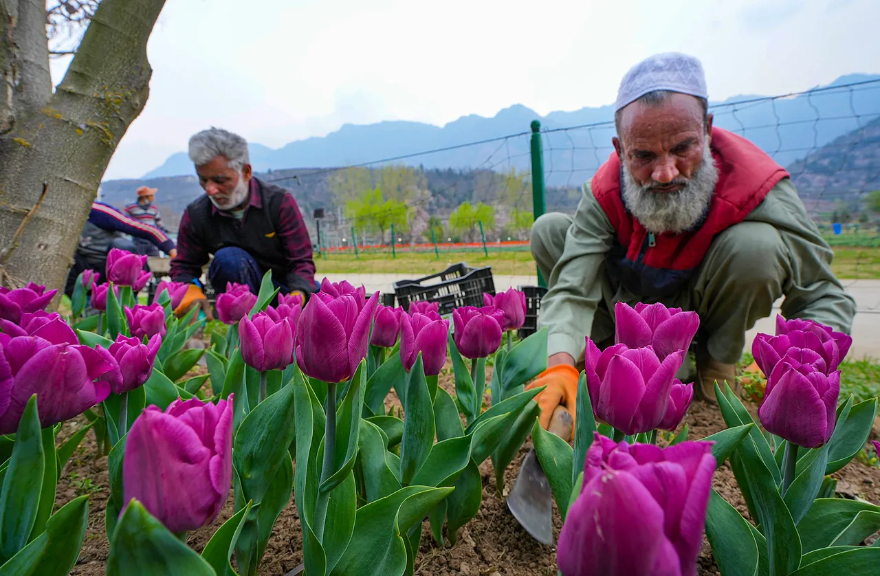 Delhi LG asks NDMC to plant 5 Lakh tulips sourced from J-K, Himachal Pradesh in city