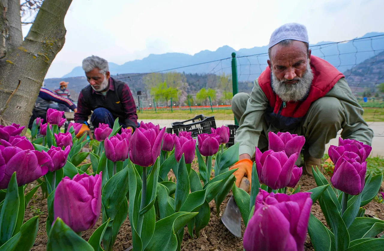 Tulip Garden in Kashmir Jammu