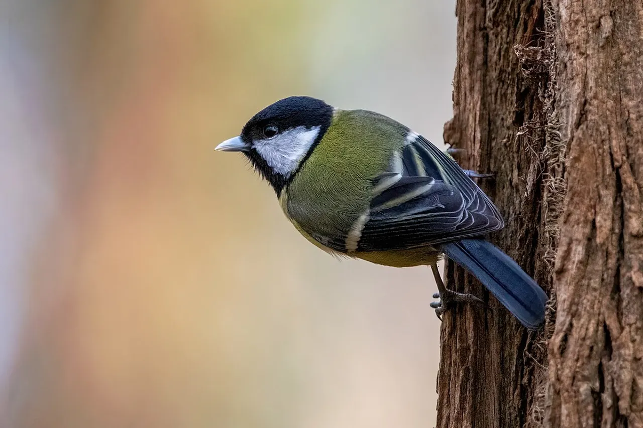 Climate change impact on larger, migratory birds more worrisome: Study