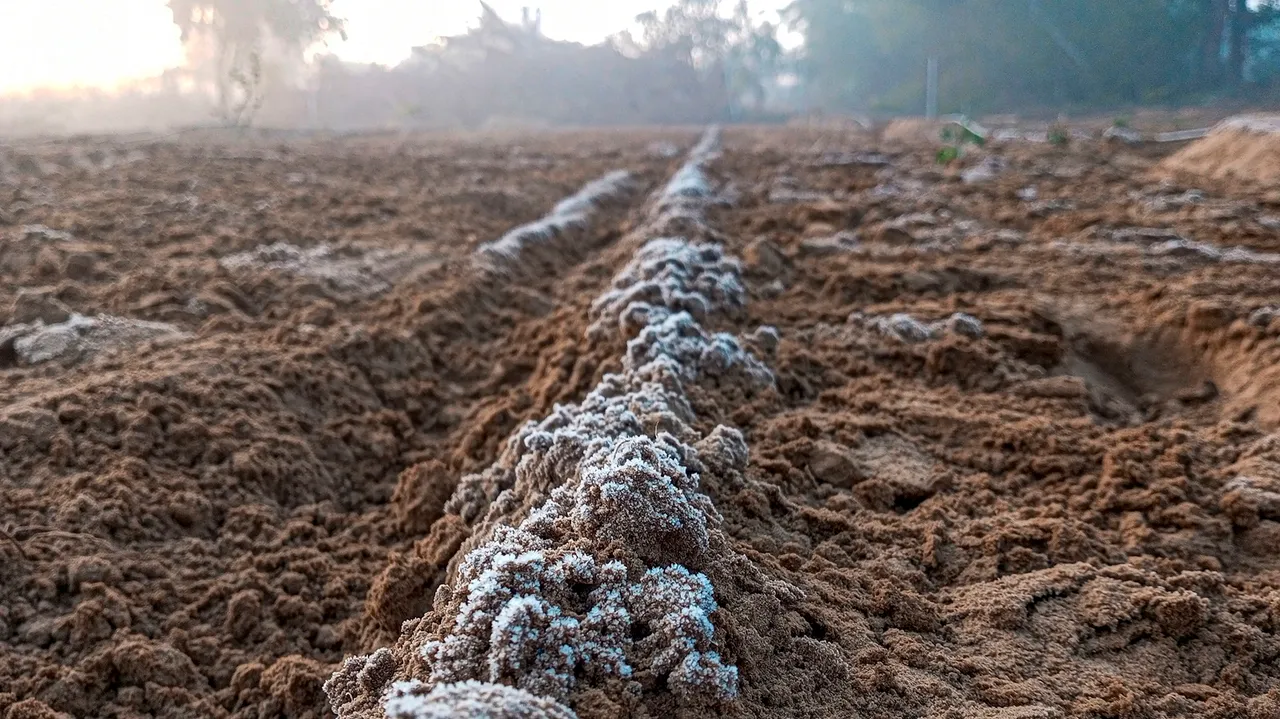 Frost seen at a field as temperature drops below zero degree celsius during a cold winter morning, in Fatehpur Shekhawati
