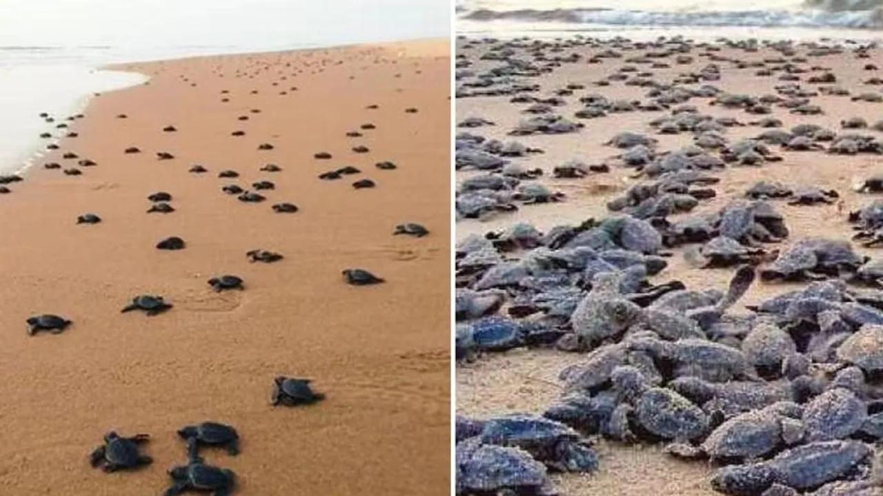 Pairs of olive ridley sea turtles have begun emerging on the swirling sea waters off Gahirmatha in Odisha