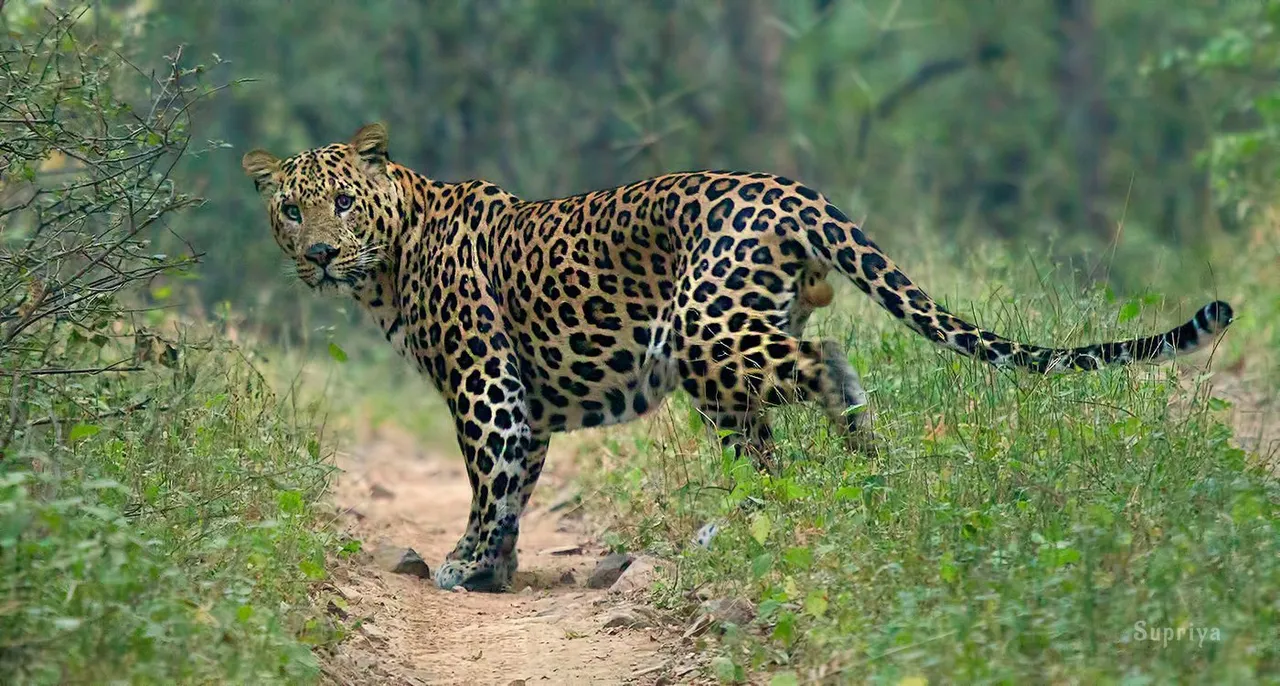 Leopard trapped in Sikkim, released into the wild