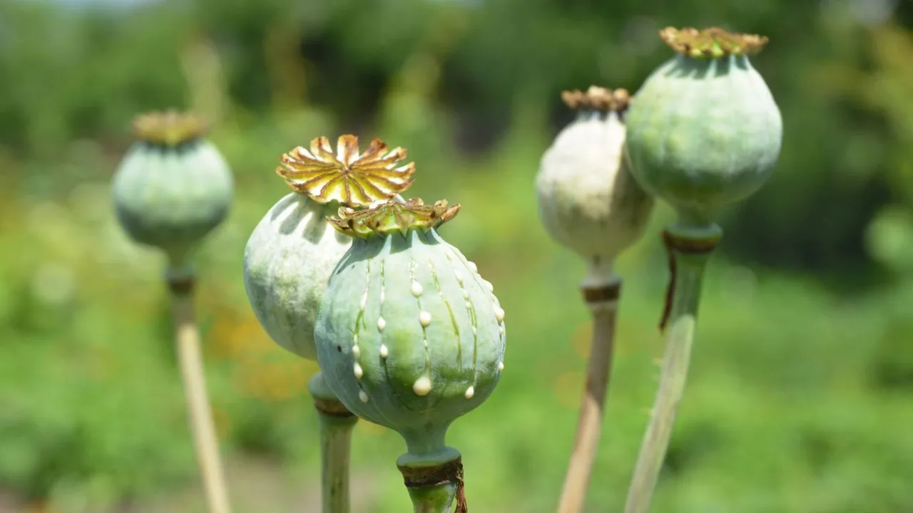 Odisha Police destroy poppy plants worth Rs 10 cr inside Similipal Tiger Reserve