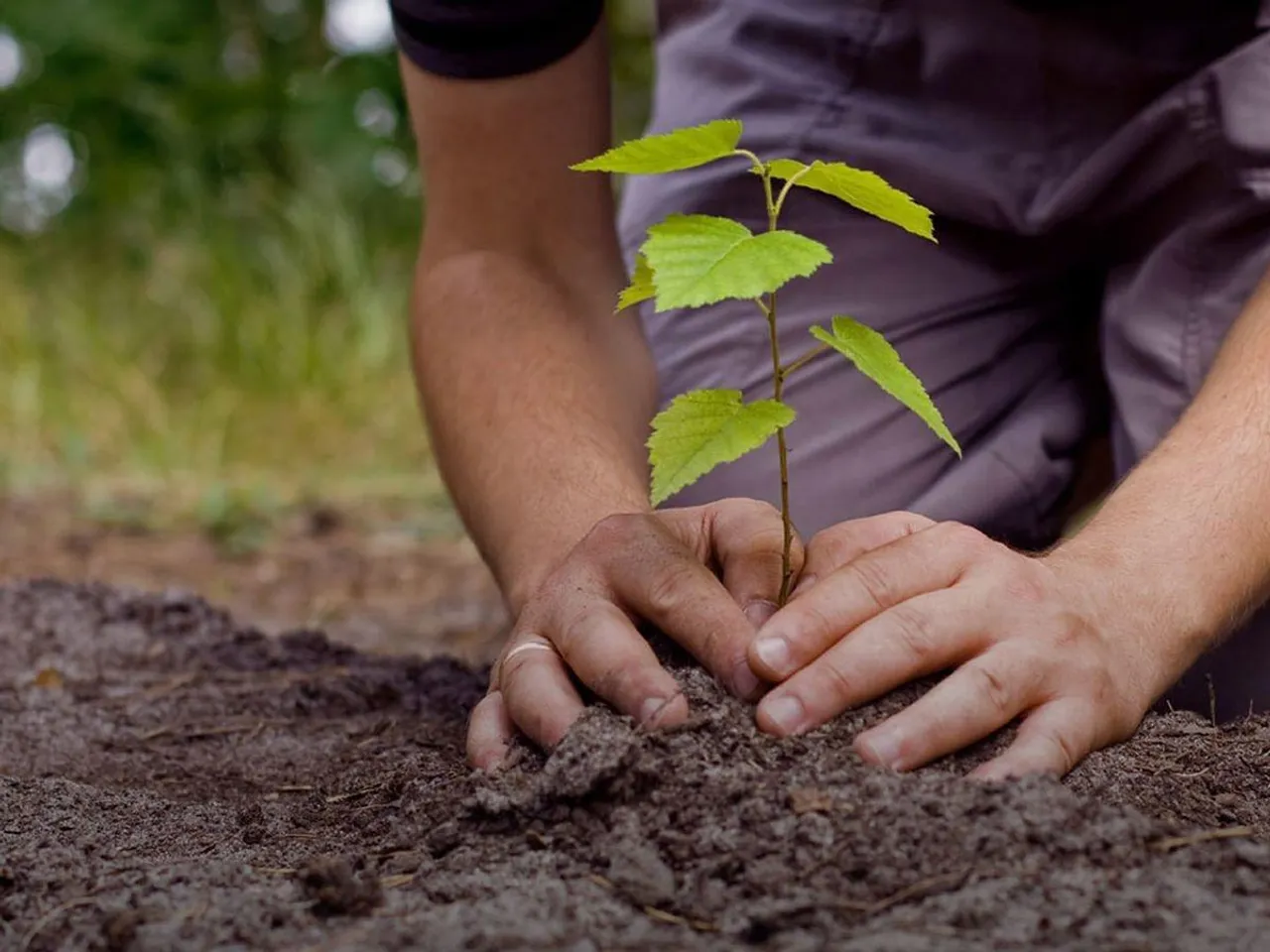 Extra 1-5 marks to Haryana govt school students of class 9 for planting, nurturing tree