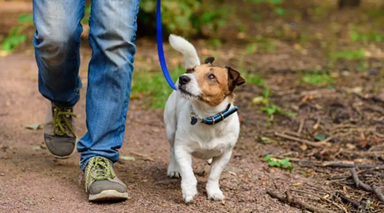 Mumbai: Dog walker beaten up, pet kicked for refusing to exit elevator