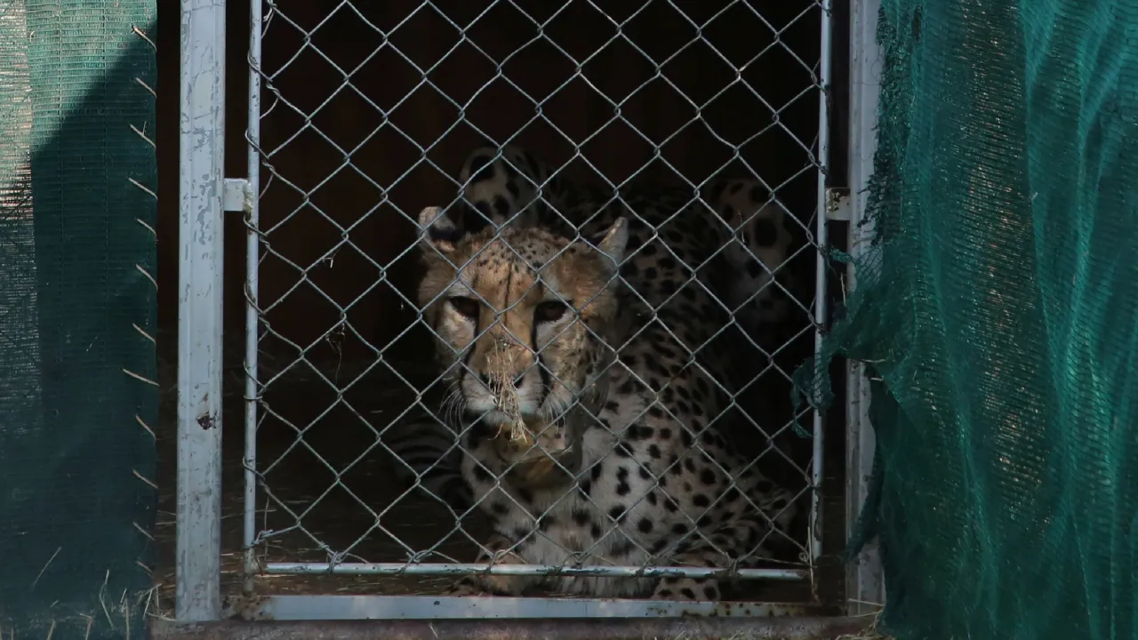 Cheetah Kuno National Park