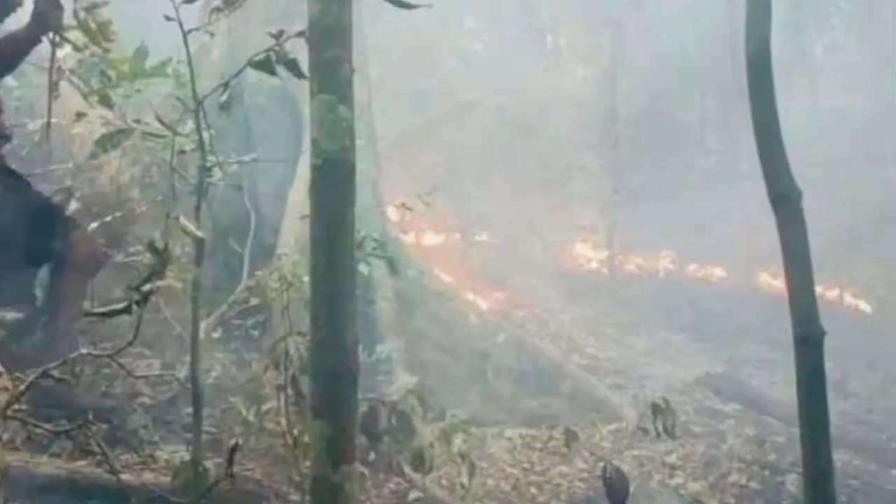 Mhadei wildlife sanctuary fire