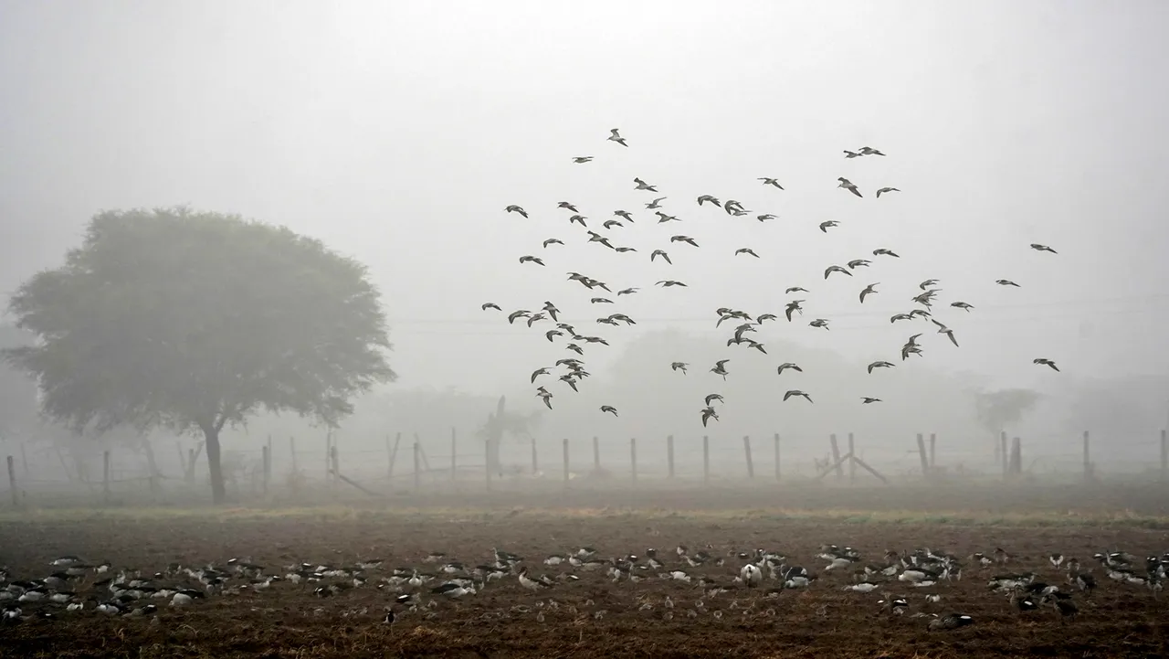 Migratory birds fly past over a field on a cold winter morning during fog, in Ajmer