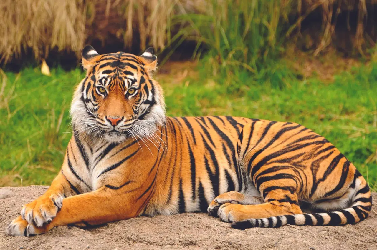 Maharashtra: Tiger dies after being hit by car in Gondia district