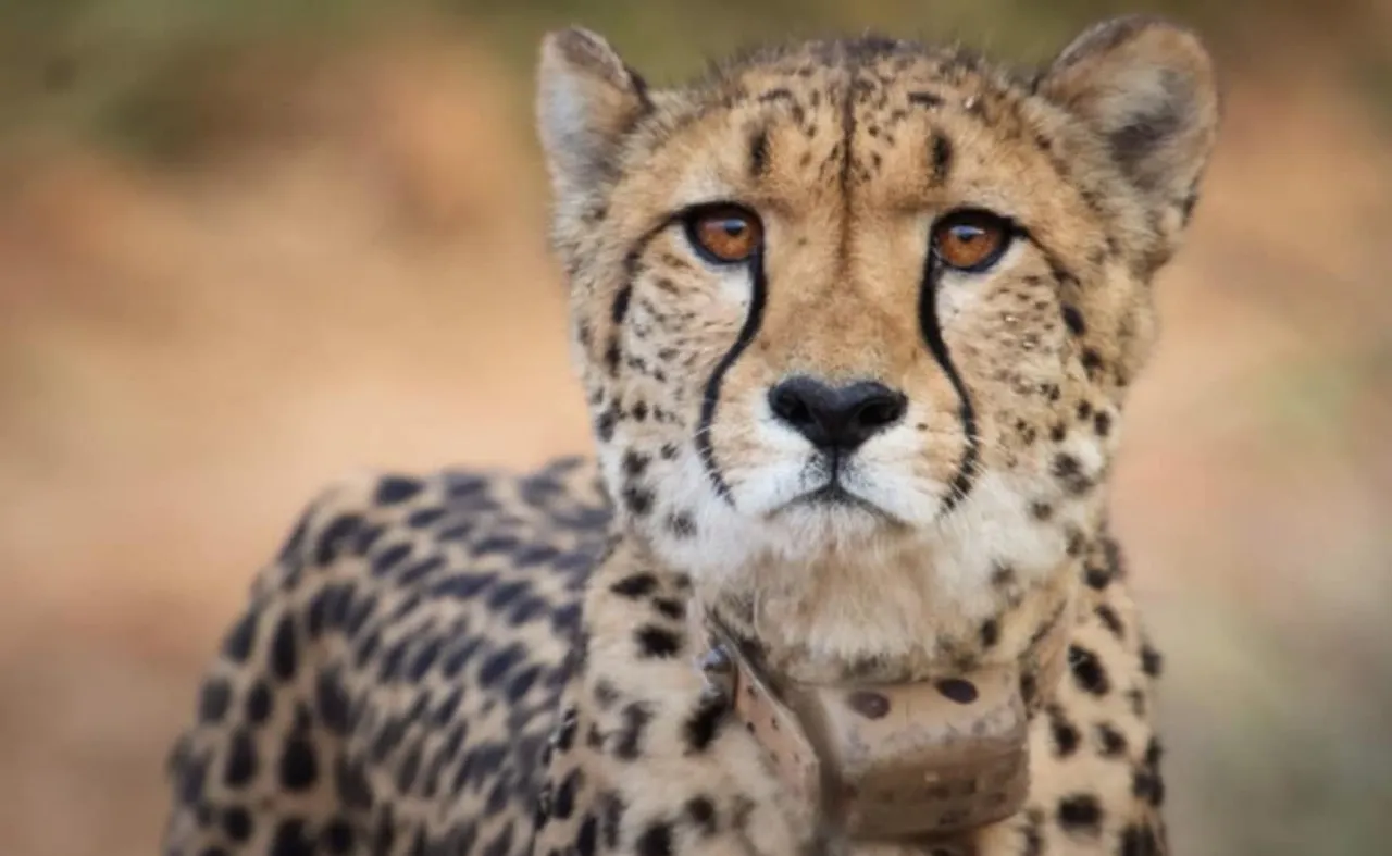 Cheetah Kuno National Park KNP