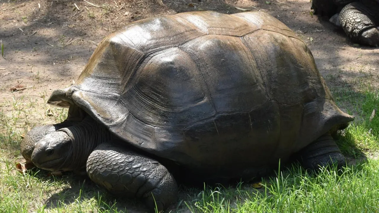 125-yr-old giant tortoise dies at Nehru Zoological Park in Hyderabad