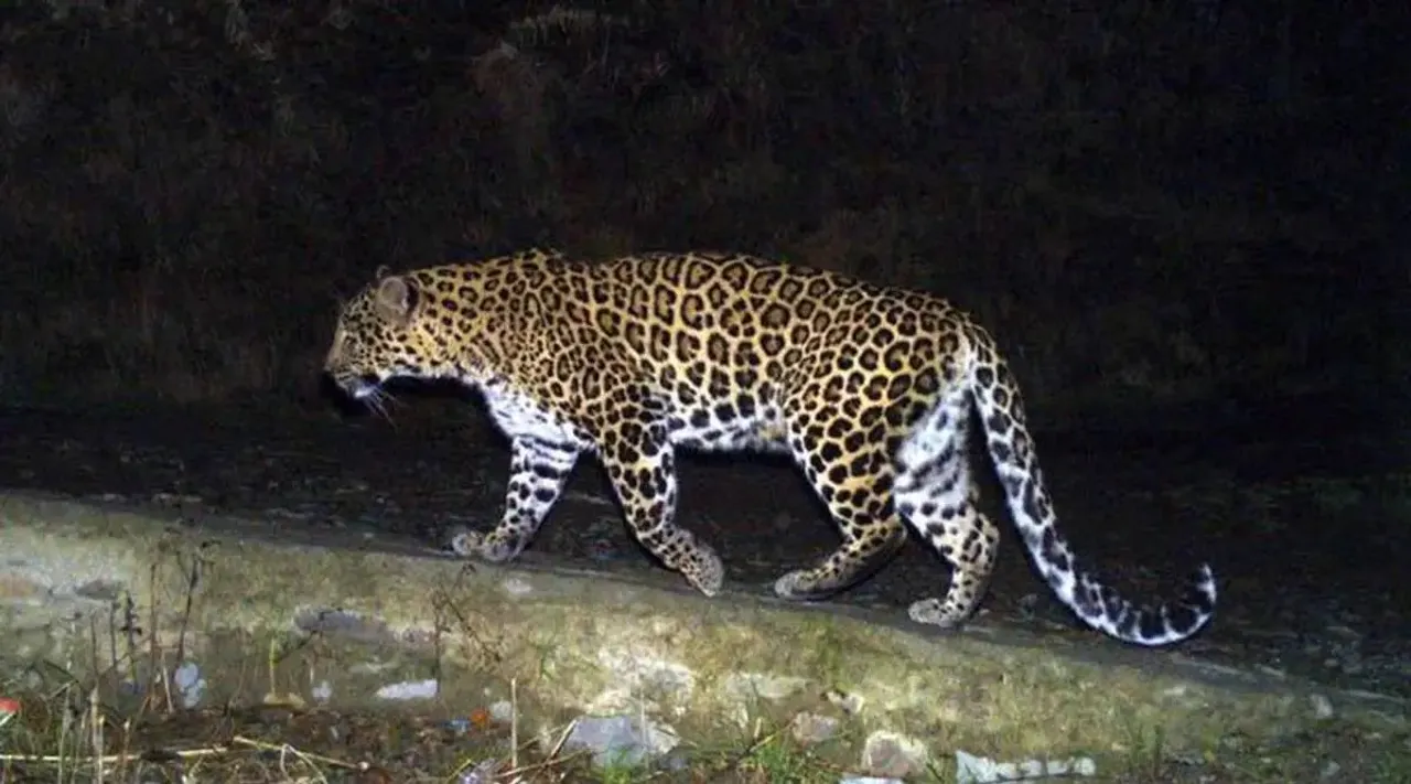 leopard in gurugram
