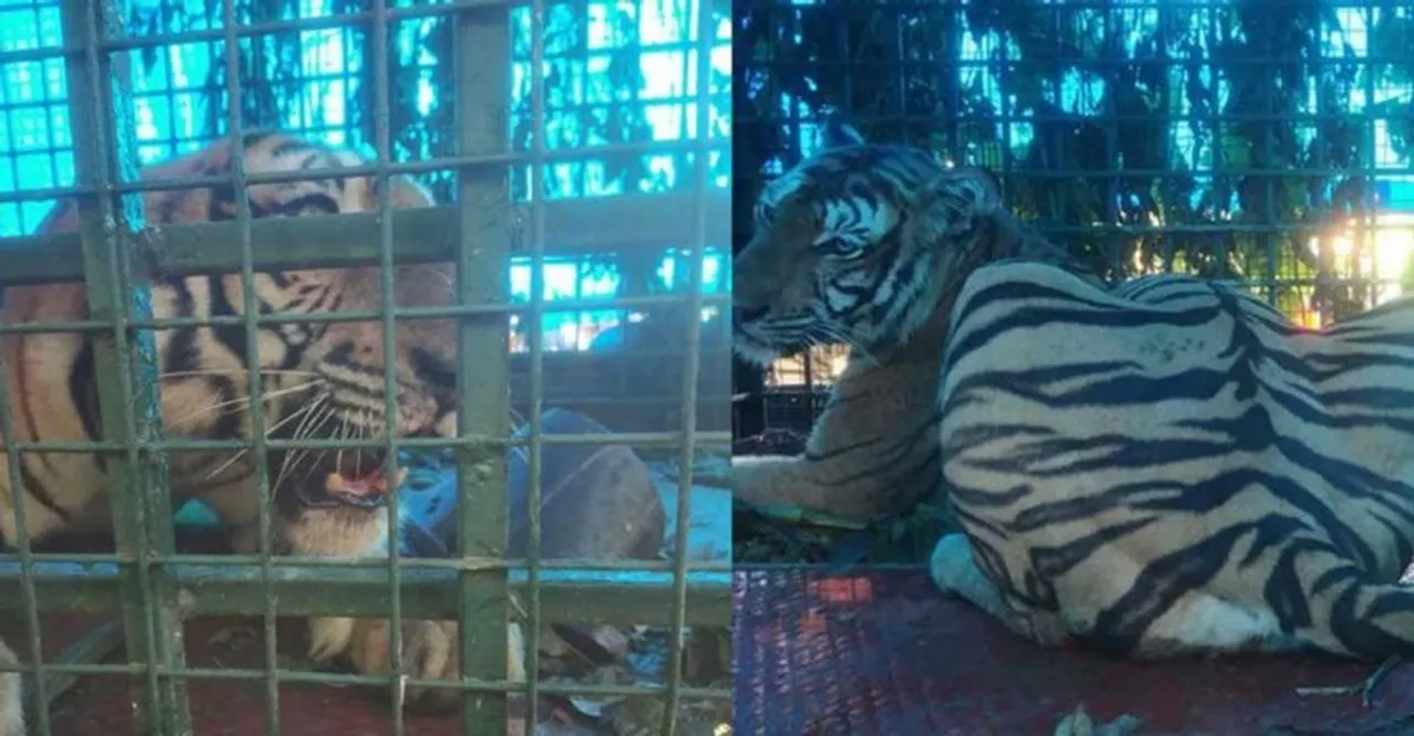 Tiger kept in a cage