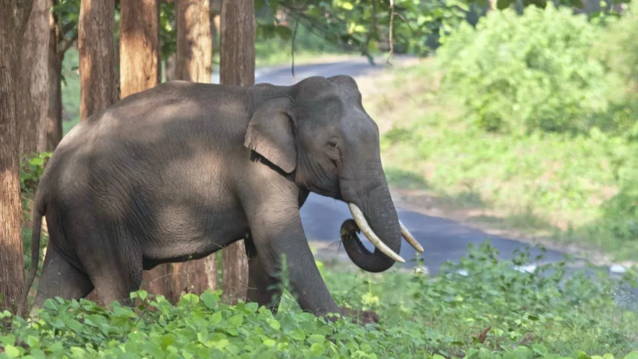 Arikkomban Kerala Elephant