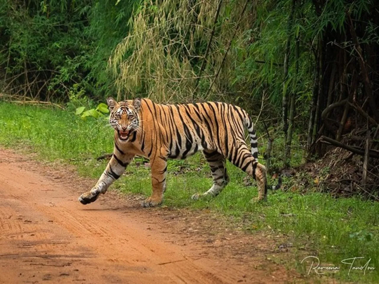 Tigers seen roaming in Bhowali range of Nainital; patrols intensified
