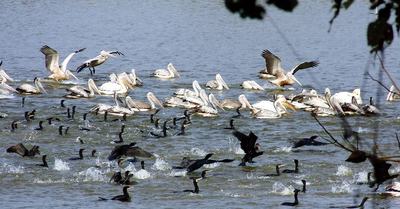 Bird census at Kaziranga