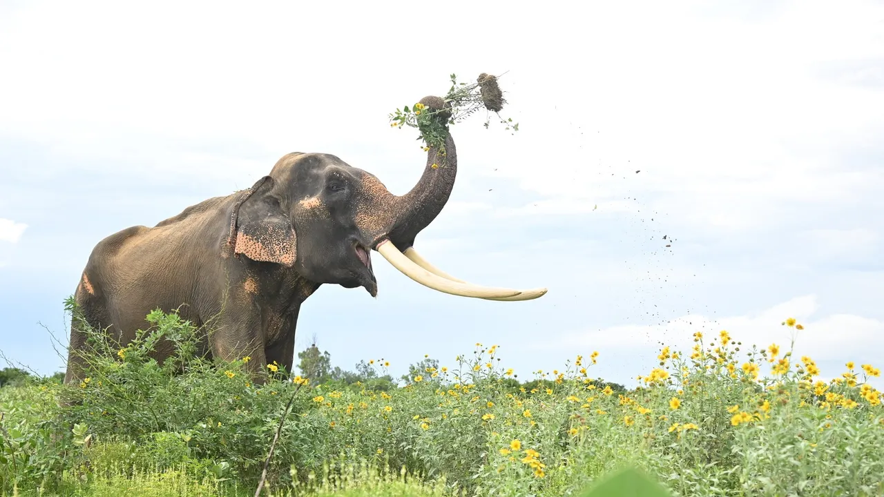 Large herbivores can keep invasive plants at bay in India: Study