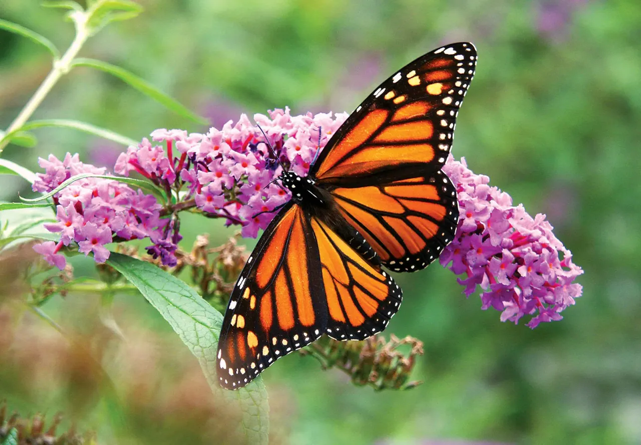 World Butterfly Day: Creating a future, finding space for nature’s symbol of hope and change