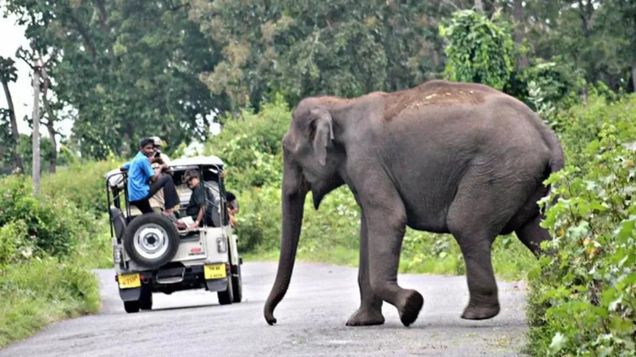 Human-animal-conflict-Elephant-Attack