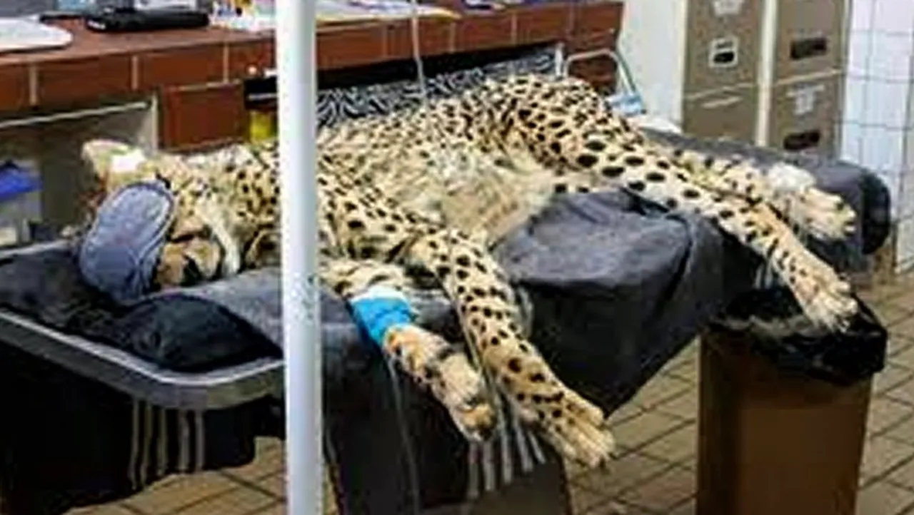 Sasha, one of the Namibian cheetas, dies at Kuno National Park