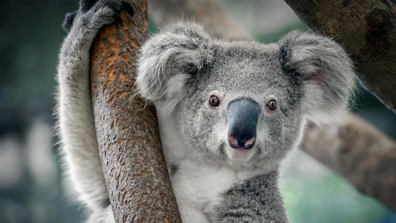 Koalas.jpg