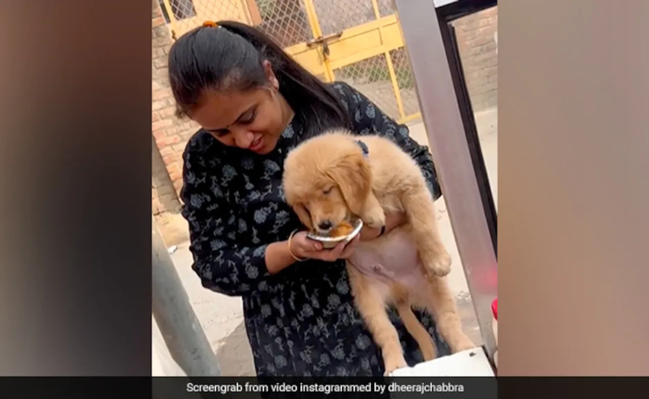 Video of woman feeding 'pani puri' to her pet dog divides internet