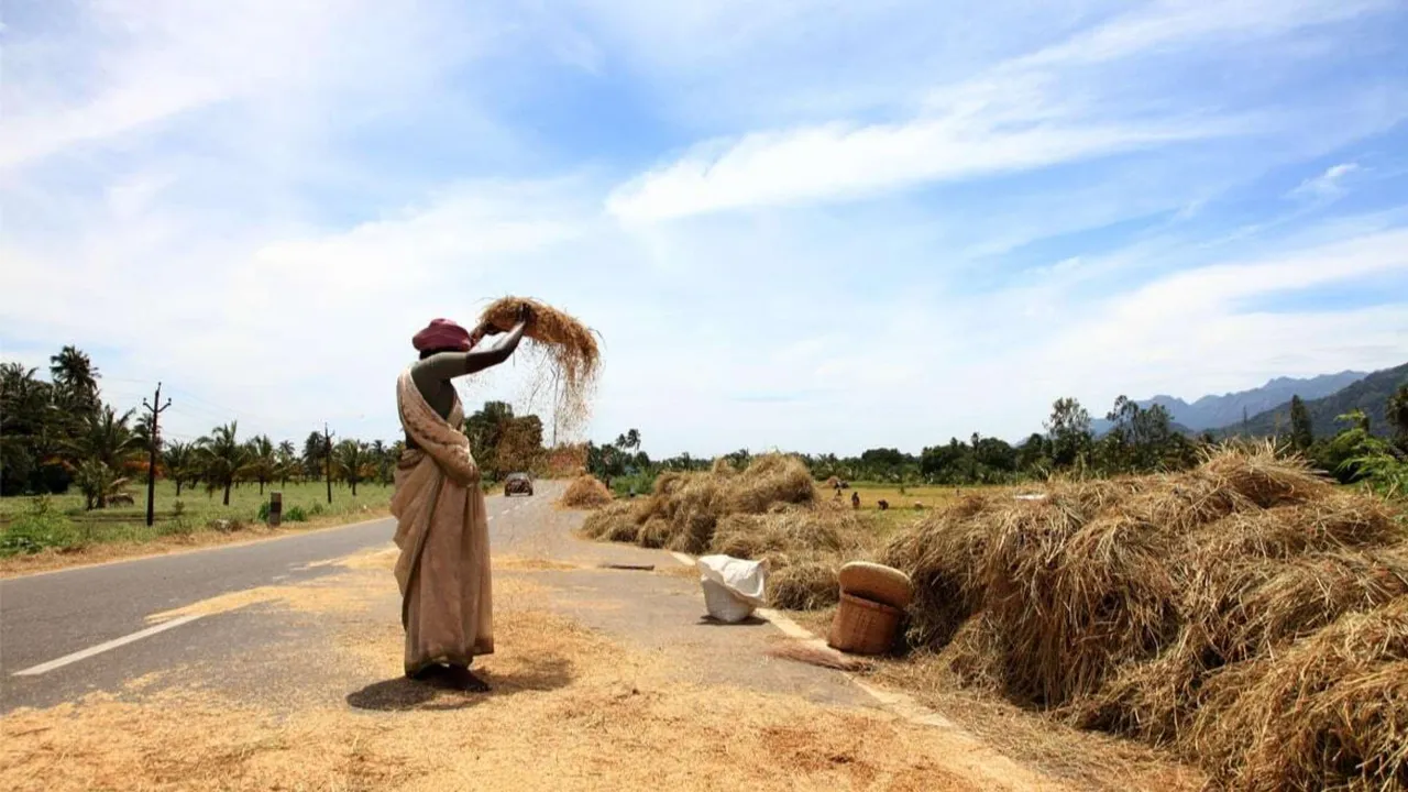 Indian farmer winnowing.jpg