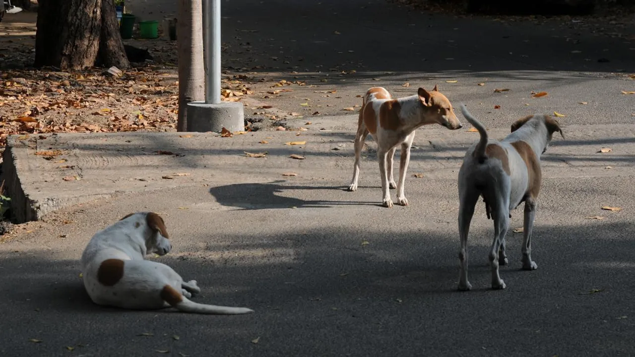 Stray Dogs Street Dogs Dog Menace Dog Bite