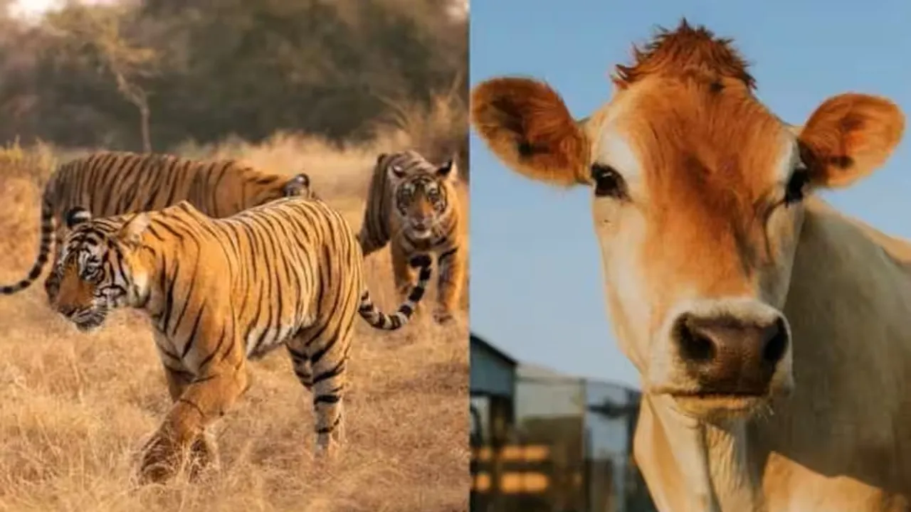 Cow to replace tiger as a national animal? Check govt's reply in LS