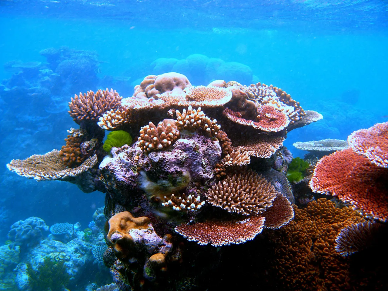 Restoring reefs killed by climate change may simply put corals ‘back out to die’ – here’s how we can improve their chances
