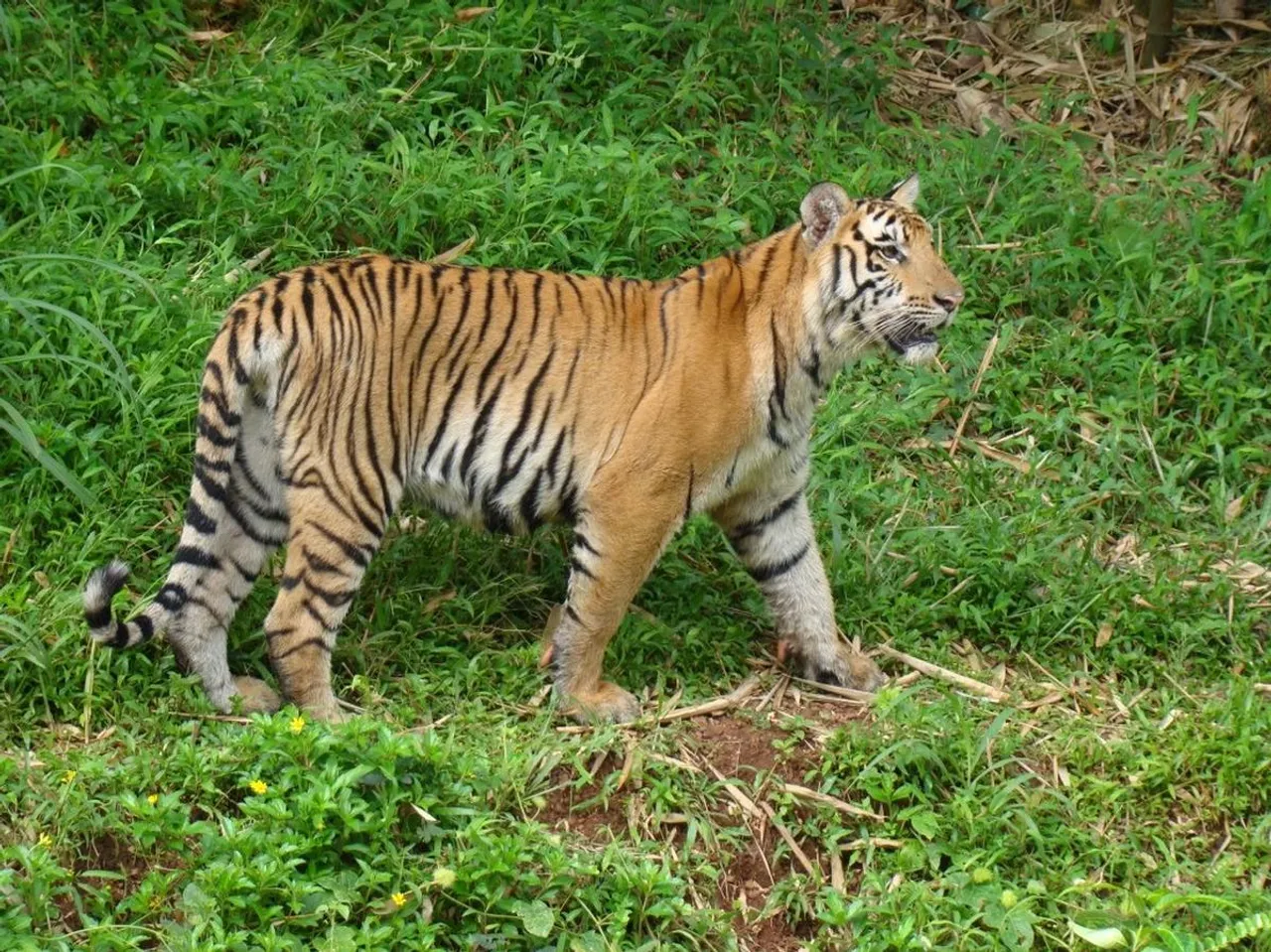 Tigress dies of old age in Madhya Pradesh's Kanha Tiger Reserve