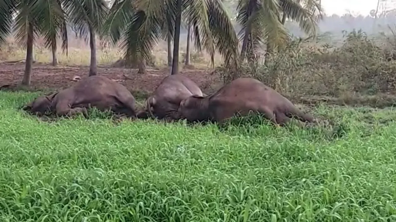Elephants Electrocuted Tamil Nadu