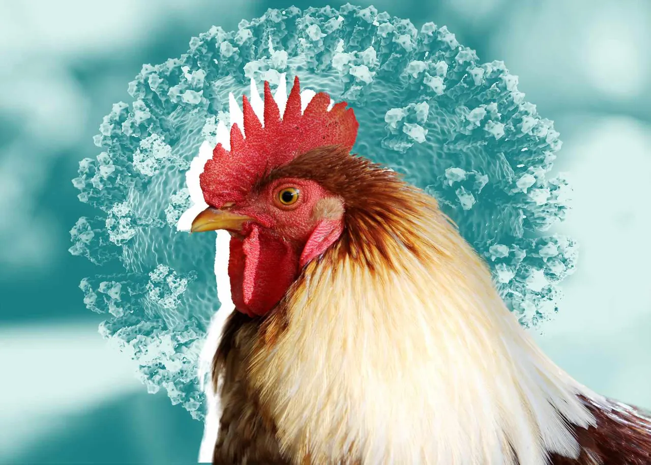 South Karnataka on high alert over bird flu reported in Kerala