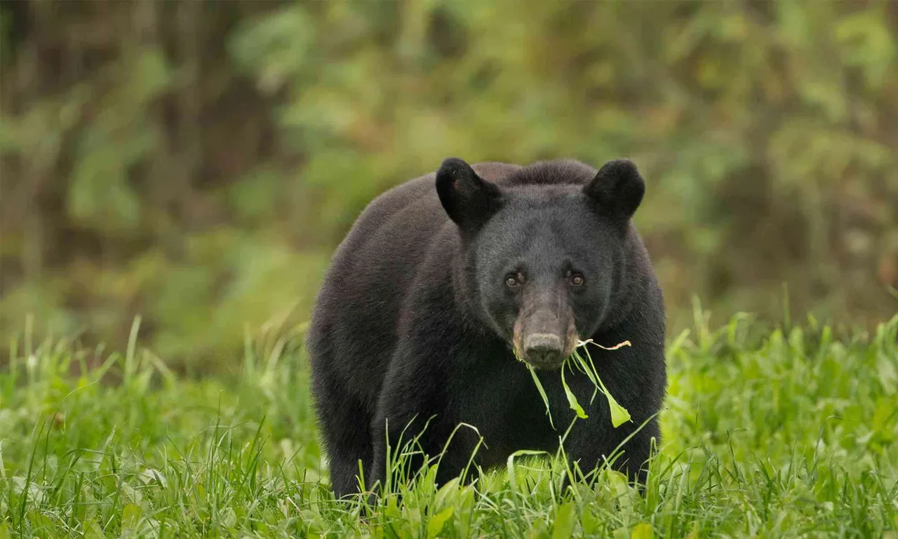 Himalayan black bear mauls Zoo keeper to death in Vizag Zoo