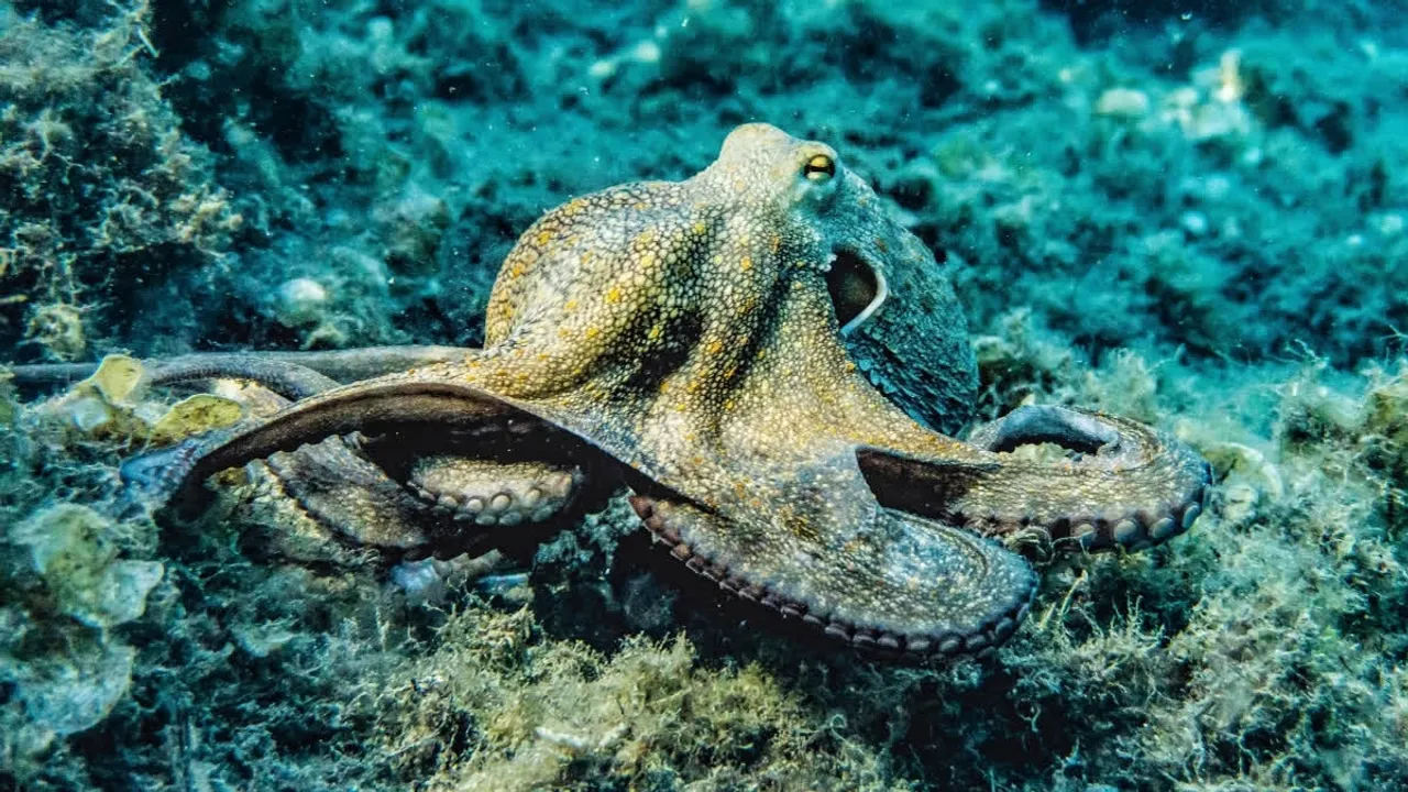 Octopuses' sleep