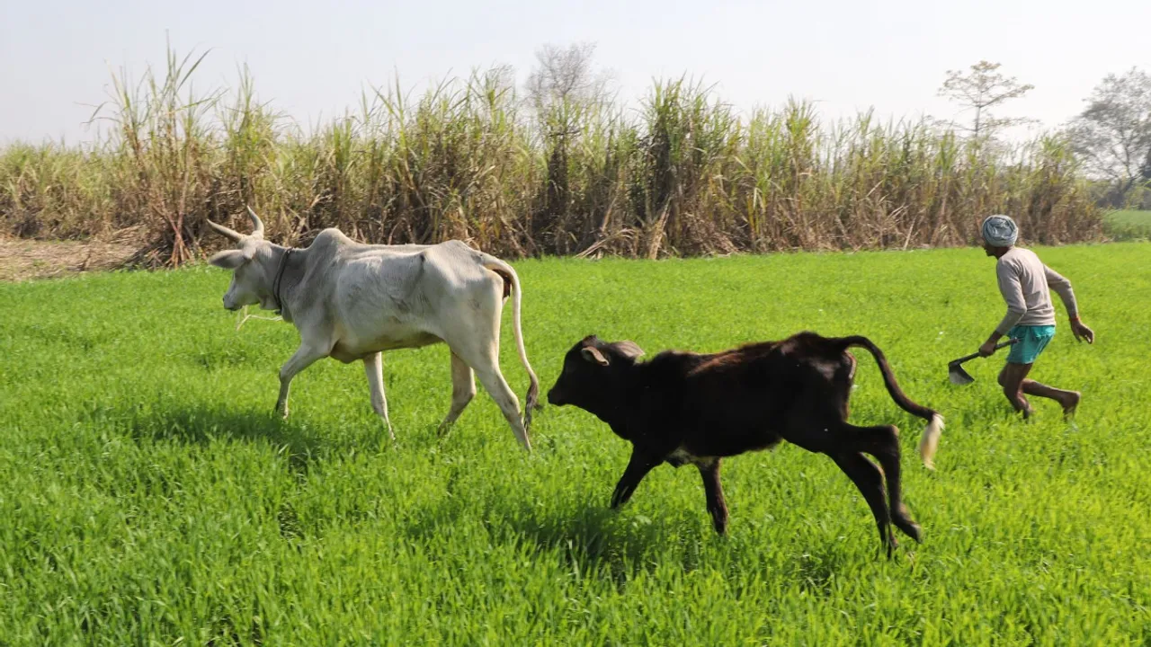 Stray cattle menace key poll issue for farmers in western UP