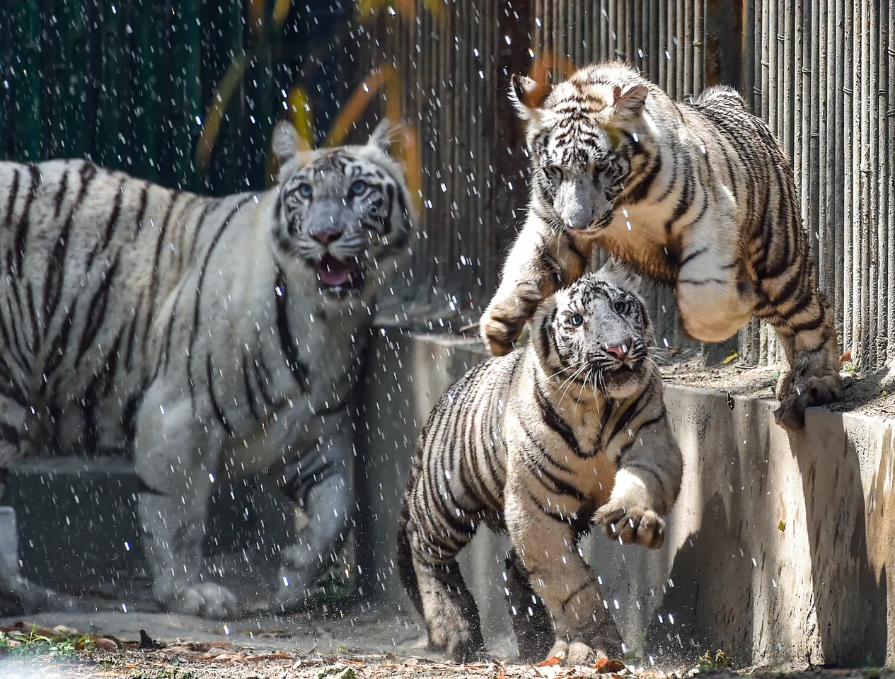 White tiger cubs released at Delhi Zoo