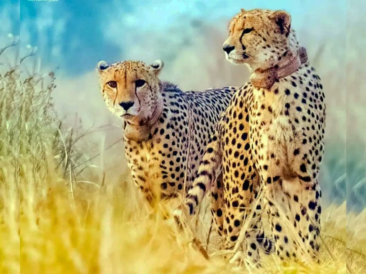 Thicker winter coats, not radio callars, behind Cheetahs' deaths: Project head
