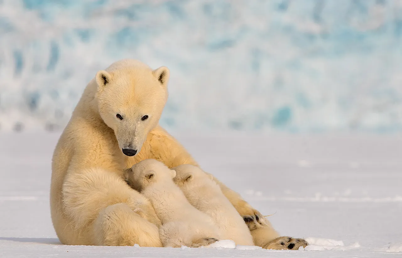 Polar bears may struggle to produce milk for their cubs as climate change melts sea ice