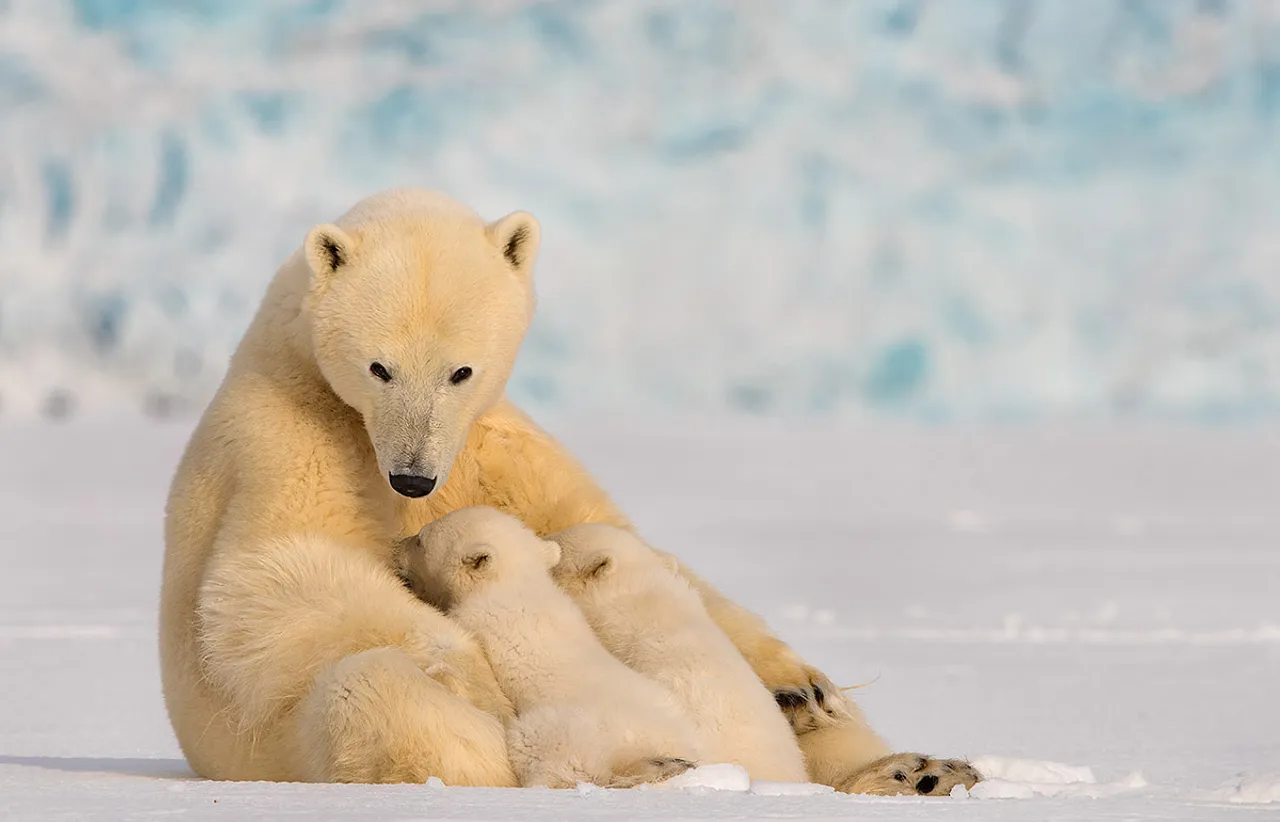 Polar Bear Milk