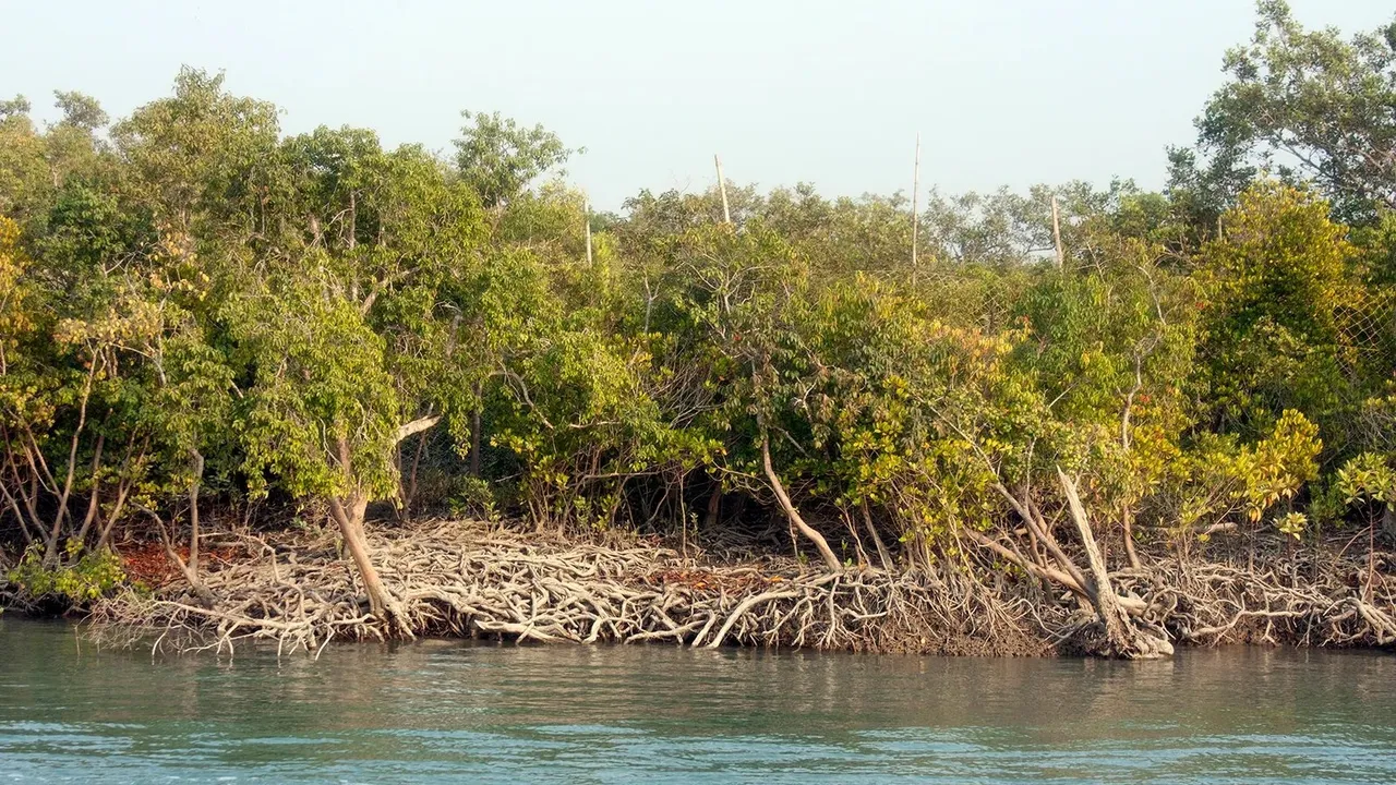 Climate change hits Sundarbans, lessons for resilience