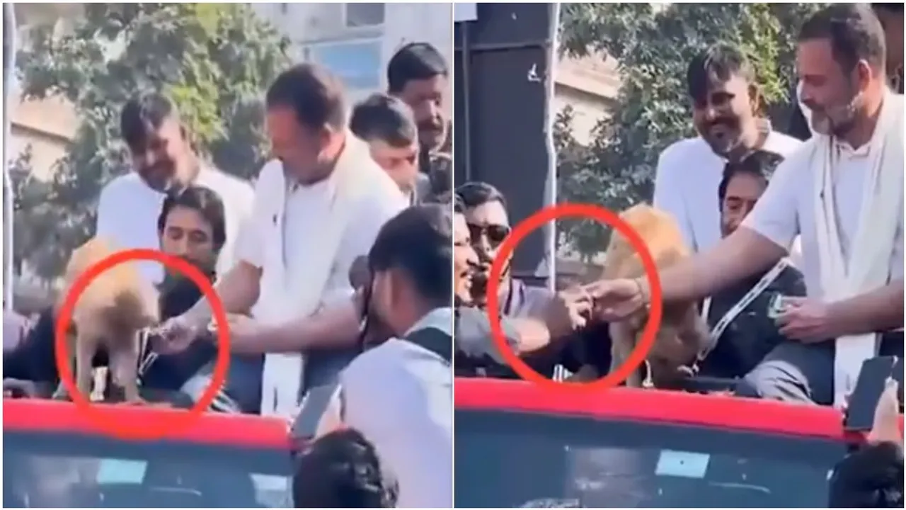 Rahul Gandhi on Dog Feeding viral video