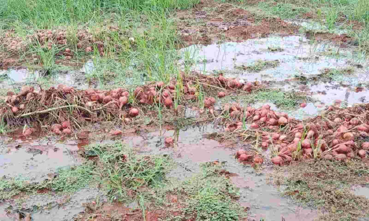 Maha: Rain-affected Nashik farmer crushes onion crop, performs funerary rituals