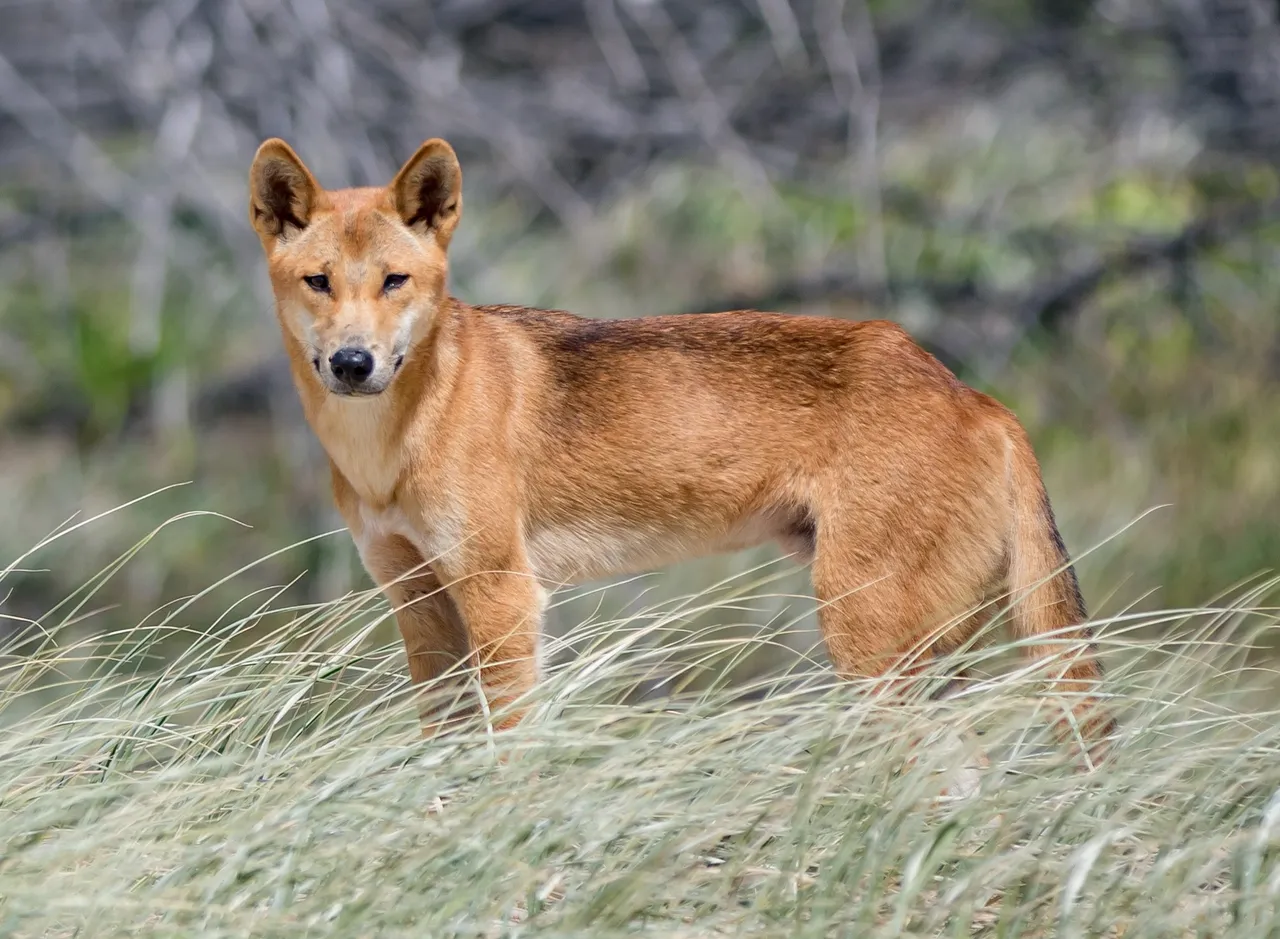 Dingo attacks are rare but here s what you need to know about dingo